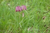 Fritillaria meleagris