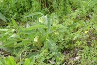 Symphytum officinale