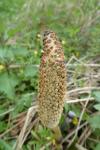 Equisetum telmateia