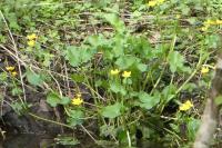 Caltha palustris