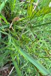 Peucedanum gallicum