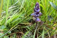 Ajuga reptans