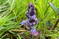 Ajuga reptans