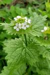 Alliaria petiolata