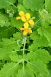 Chelidonium majus