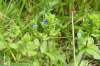 Veronica arvensis