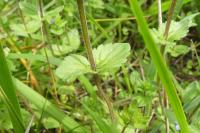 Veronica arvensis
