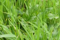 Arum maculatum