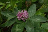 Trifolium