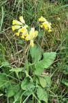 Primula veris