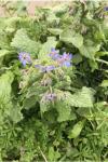 Borago officinalis