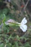 Silene latifolia