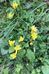 Ficaria verna