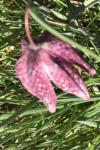 Fritillaria meleagris
