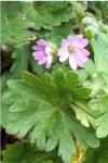 Geranium molle