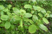 Cornus sanguinea