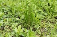 Equisetum telmateia