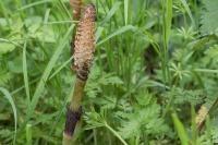 Equisetum telmateia