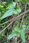 Dioscorea communis