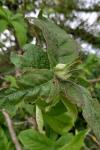 Crataegus germanica