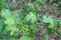 Crataegus monogyna