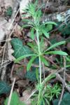 Galium aparine