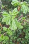 Acer campestre