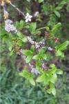 Prunus spinosa