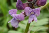 Vicia sepium