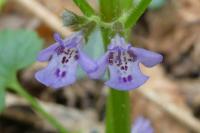 Glechoma hederacea