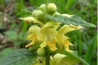 Lamium galeobdolon