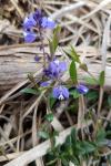 Polygala serpyllifolia