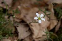 Arenaria grandiflora