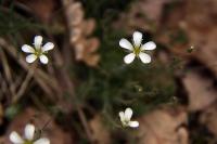 Arenaria grandiflora