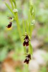 Ophrys insectifera