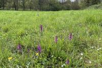 Orchis mascula