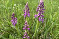Orchis mascula
