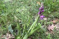 Orchis mascula