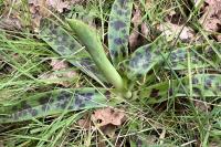 Orchis mascula