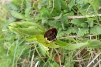 Ophrys aranifera