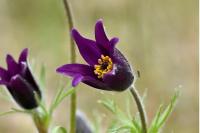 Pulsatilla vulgaris