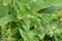 Arum italicum
