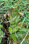 Rumex obtusifolius