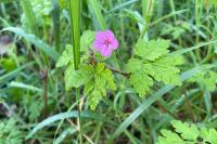 Geranium robertianum