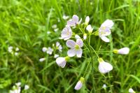 Cardamine pratensis