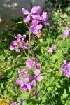Lunaria annua