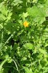 Ranunculus repens
