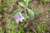 Erodium cicutarium
