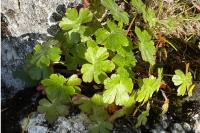 Geranium lucidum