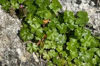 Geranium lucidum